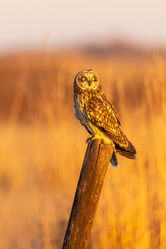 01113-04420 Short-eared Owl (Asio flammeus) perched on fence post Prairie Ridge SNA Marion Co. IL