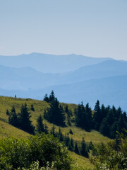 Obraz premium High-angle scenic landscape view of lush green mountain slopes, pine trees scattered on a grassy meadow, and distant hills under a blue sky on a sunny day.