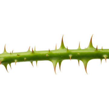 A vibrant green blackberry stem with sharp conical thorns and succulent texture isolated on a transparent backdrop scientific botanical examination atmosphere