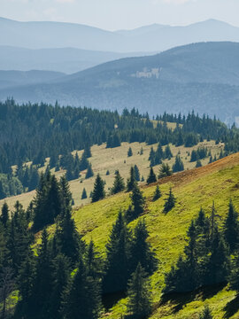 High-angle scenic landscape view of lush green mountain slopes, pine trees scattered on a grassy meadow, and distant hills under a blue sky on a sunny day.