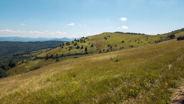 Wide horizontal landscape view featuring expansive rolling green mountain slopes covered in grassy meadows and scattered pine trees under a clear blue sky with light clouds.