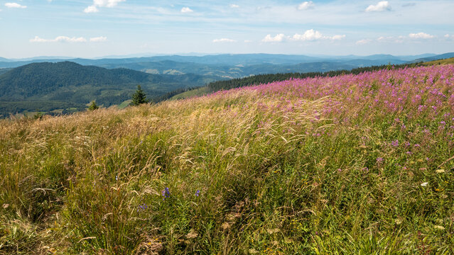 Close up outdoor stock photo of vibrant pink fireweed (Chamaenerion angustifolium) blooming in abundance on an alpine mountain meadow with green hills and bright blue sky in the background. Concept fo