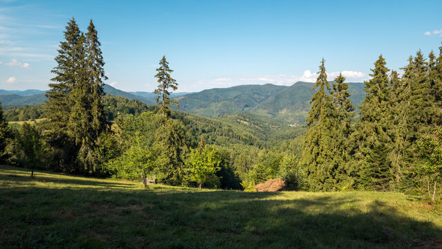 Scenic landscape photograph of a sunlit alpine meadow and tall evergreen pine trees overlooking a vast green mountain valley under a clear blue sky. Concept for nature travel, wilderness hiking, and s