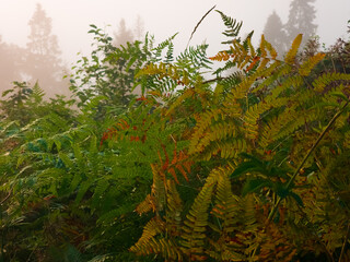 Atmospheric landscape photograph of lush green and golden undergrowth foliage featuring ferns and wild plants in a dense forest glade during a misty morning. Concept for botanical ecology, woodland fl © Vom Baty