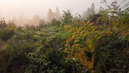 Atmospheric landscape photograph of lush green and golden undergrowth foliage featuring ferns and wild plants in a dense forest glade during a misty morning. Concept for botanical ecology, woodland fl © Vom Baty