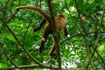 Woolly monkey climbing tree in lush rainforest canopy © STOCKEROcr