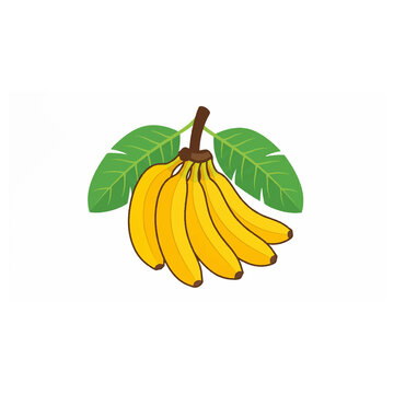 Bunch of yellow ripe bananas with green leaves for tropical fruit menu graphics.