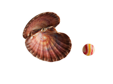 Beautiful open scallop seashell with colorful striped pearl isolated on transparent background transparent background