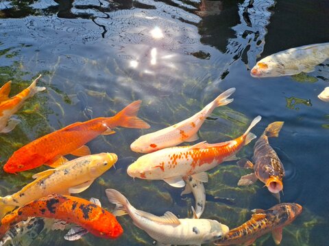 Colorful koi carp swimming in a garden pond