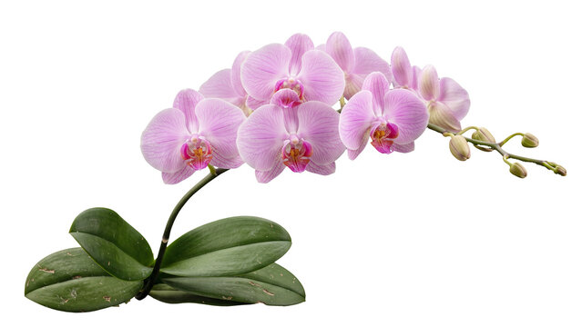 Elegant pink orchid flowers isolated on transparent background, delicate floral arrangement for wedding and botanical designs