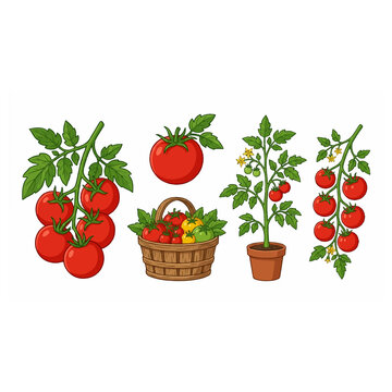 collection of red tomatoes in various forms including on vine, potted plant, and basket.