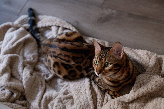Bengal cat with striking green eyes looking at camera from a soft blanket