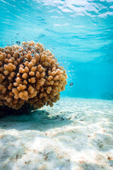 Underwater scene of a small round hard coral surrounded by small blue fish in crystal clear turquoise waters, perfect holiday destination in the South Pacific, French Polynesia  © lupiphoto