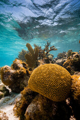 Underwater photo of a healthy coral reef, with sea fans and hard corals, on crystal clear turquoise waters, a perfect holiday destination in the Caribbean Sea © lupiphoto