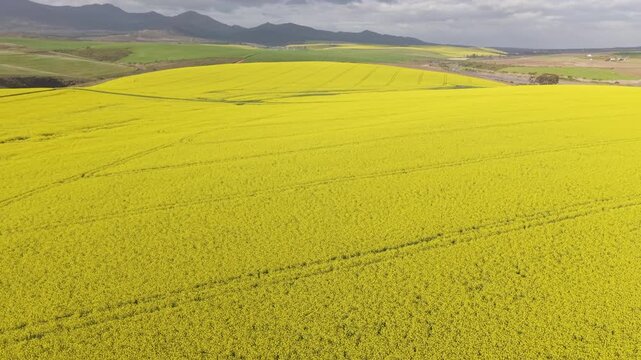 Aerial of bright yellow fields, canola