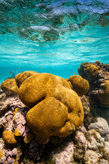 Underwater photo of a healthy coral reef, with sea fans and hard corals, on crystal clear turquoise waters, a perfect holiday destination in the Caribbean Sea © lupiphoto