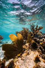 Underwater photo of a healthy coral reef, with sea fans and hard corals, on crystal clear turquoise waters, a perfect holiday destination in the Caribbean Sea © lupiphoto