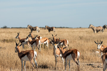 Naklejka premium Springboks and zebras grazing in dry African savanna