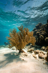 Underwater photo of a healthy coral reef, with sea fans and hard corals, on crystal clear turquoise waters, a perfect holiday destination in the Caribbean Sea © lupiphoto