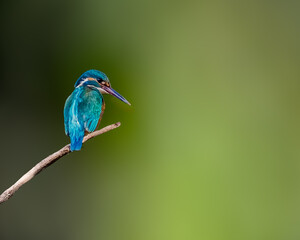 Obraz premium A Common Kingfisher