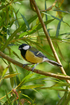 Great Tit, (Parus major) at rest in sun