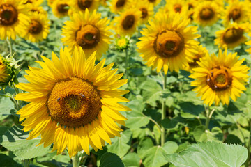 Fototapeta premium Golden Sunflowers in a summer Field 