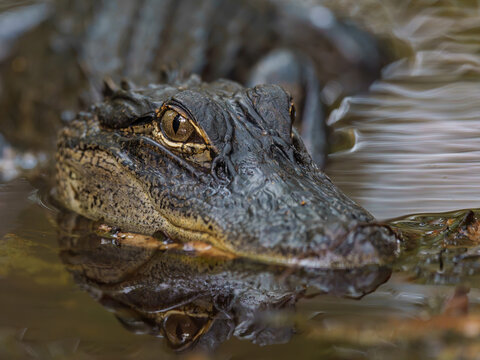 An American alligator resting low in the water, its golden eye catching the light while the rest of its head blends into the dark, reflective surface.