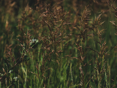 Atmospheric low key texture of wild grass stalks in late summer august field. Beautiful dark green, brown earthy tones and copy space. Perfect for early autumn and nostalgic nature design
