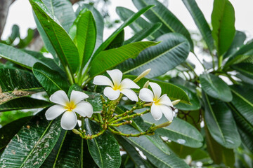 Plumeria flower and green leaves on tree,white frangipani tropical flower  blooming on tree,zen massage spa,summer beach vacation,rest hotel,island sea concept. © wanatithan