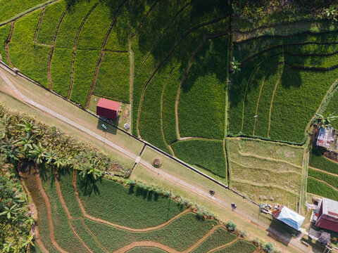 Aerial view of lush green terraced rice fields with small buildings and a rural road winding through the landscape in Baturaden, Central Java, Indonesia.