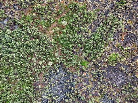 Aerial view of forest area showing patches of green trees and charred ground from fire damage in Banjarbaru, South Kalimantan, Indonesia.