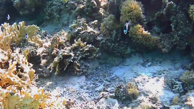 Juvenile clown coris wrasse hiding in coral on shallow reef, Las Cabanas, Marsa Alam, Red Sea, Egypt
