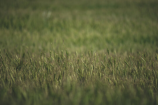 Beautiful warm-toned agricultural background of a ripe wheat field in august. Selective focus layout with dark green and brown earthy tones, late summer mood and copy space