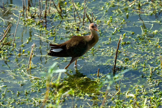 Juvenile Purple Gallinule Bird in Orange County California San Joaquin Marsh