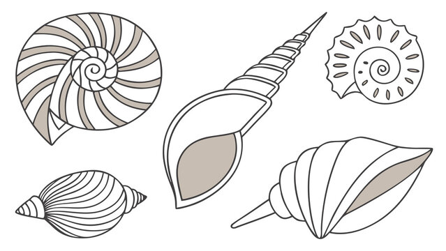 Vector Illustration of Seashells and Nautilus Shells with Spiral Shapes, Marine Ocean Nature Elements for Beach, Fossil and Decorative Design