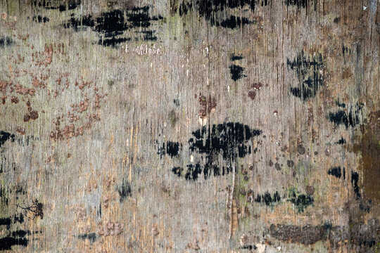 Weathered aged wooden board texture background with dark black stains. Rustic weathered timber surface ideal for backdrop design and construction pattern.