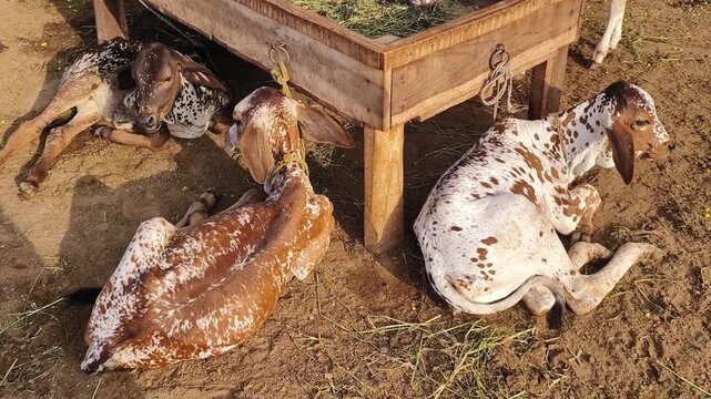 Gir cows calves resting in farm