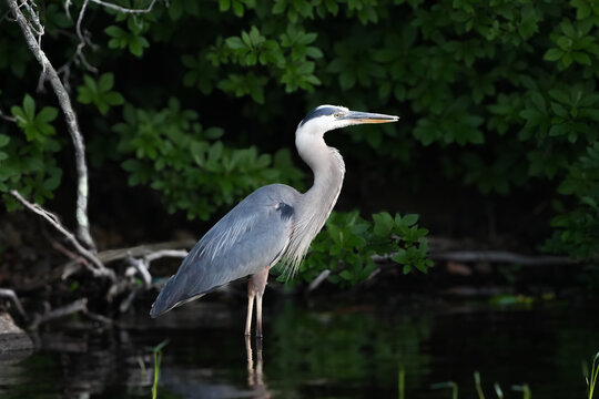 great blue heron