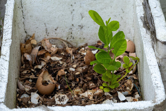 Young green lemon plant growing in styrofoam box with crushed eggshell fertilizer. Organic urban home gardening using recycled container and natural compost.