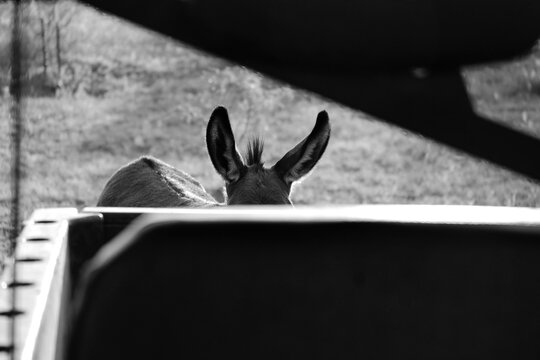Black and white photograph of a mini donkey peering over the tailgate of an atv on a farm