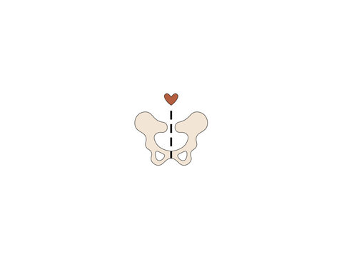 Vector illustration of the paired pelvic bones connected by the pubic symphysis