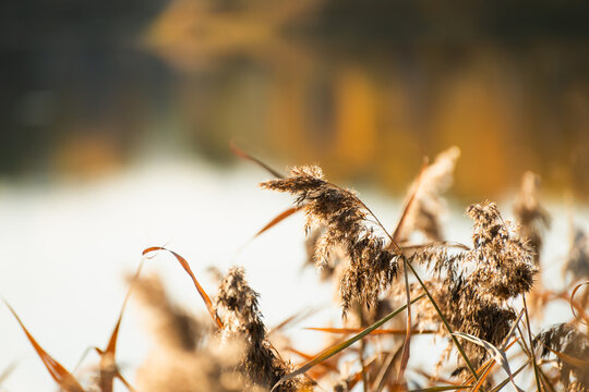 Wild grass on the shore of lake at sunset. Yellow trees reflected in the water. Beautiful autumn nature background.