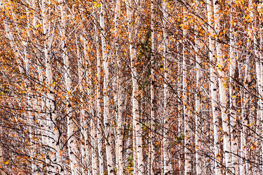 White birch trees with yellow leaves in autumn forest. Abstract autumn nature background