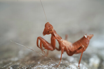 Insect European mantis - Mantis religiose large hemimetabolous insect © Mike Maniatis