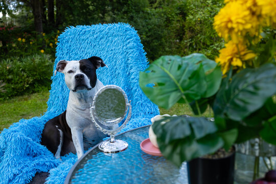 A black and white pit bull is relaxing outdoors, lying on a sun lounger.