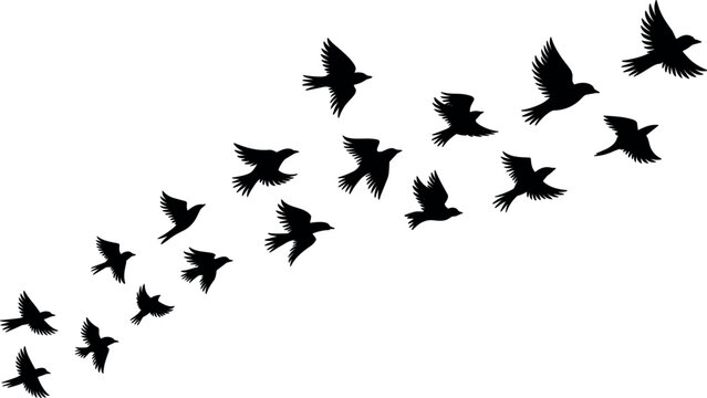 Flock of flying birds flocking silhouette vector illustration, isolated white background freedom migration sky group wings