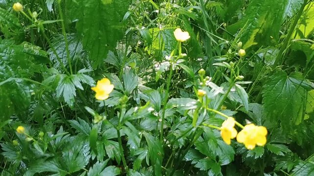 Macro view of fresh yellow buttercup flowers covered in raindrops in woods