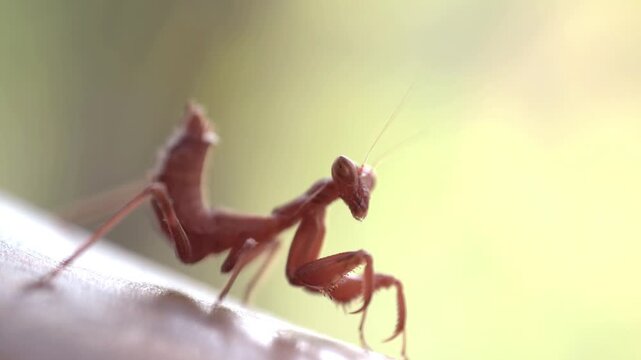Insect European mantis - Mantis religiosa large hemimetabolous insect macro footage