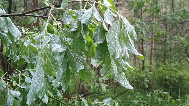 Detailed close-up of rainy day foliage on tree branches in woods