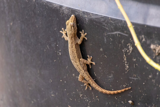Small house gecko lizard clinging tightly to dark smooth plastic surface outdoors. Useful for pest control services, reptile wildlife study, and biology education.